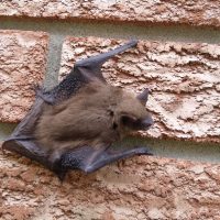 Bat Behavior and Household Coexistence: Ensuring Safe and Humane Wildlife Management